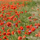 Mohn / Weizen Feld