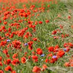 Mohn / Weizen Feld