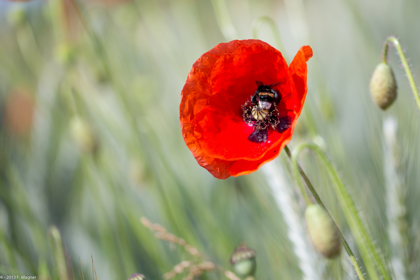 Mohn...! Wenn das nur gut geht.