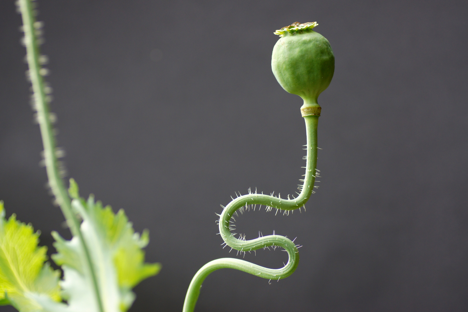 Mohn-wie das Leben