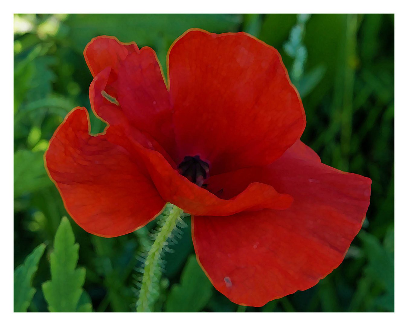 Mohn wie gemalt ?