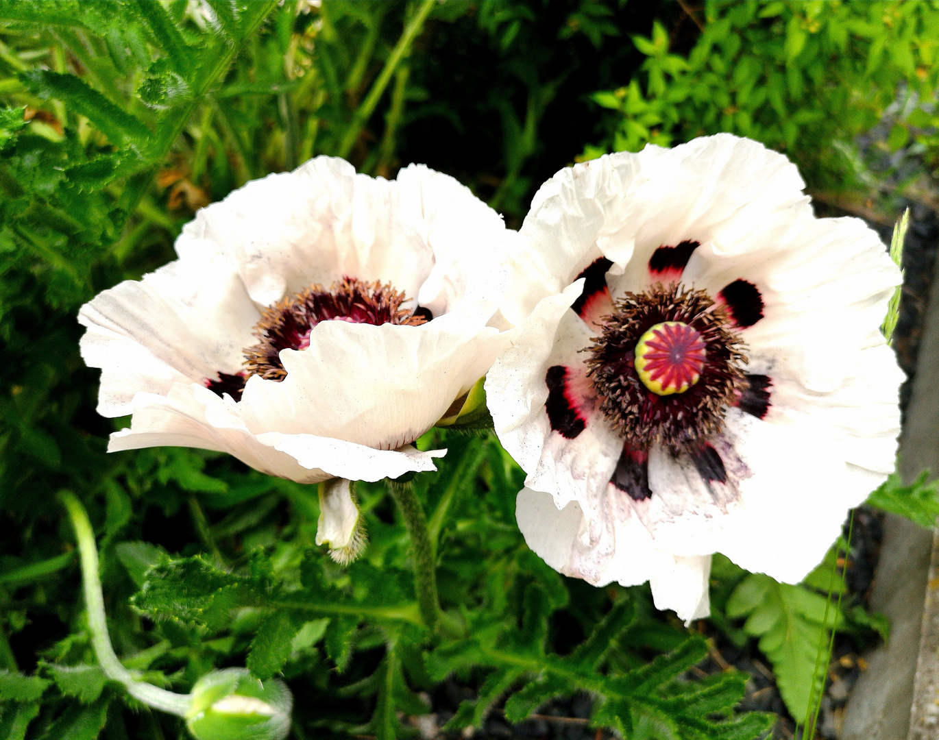 Mohn wie ich ihn mag