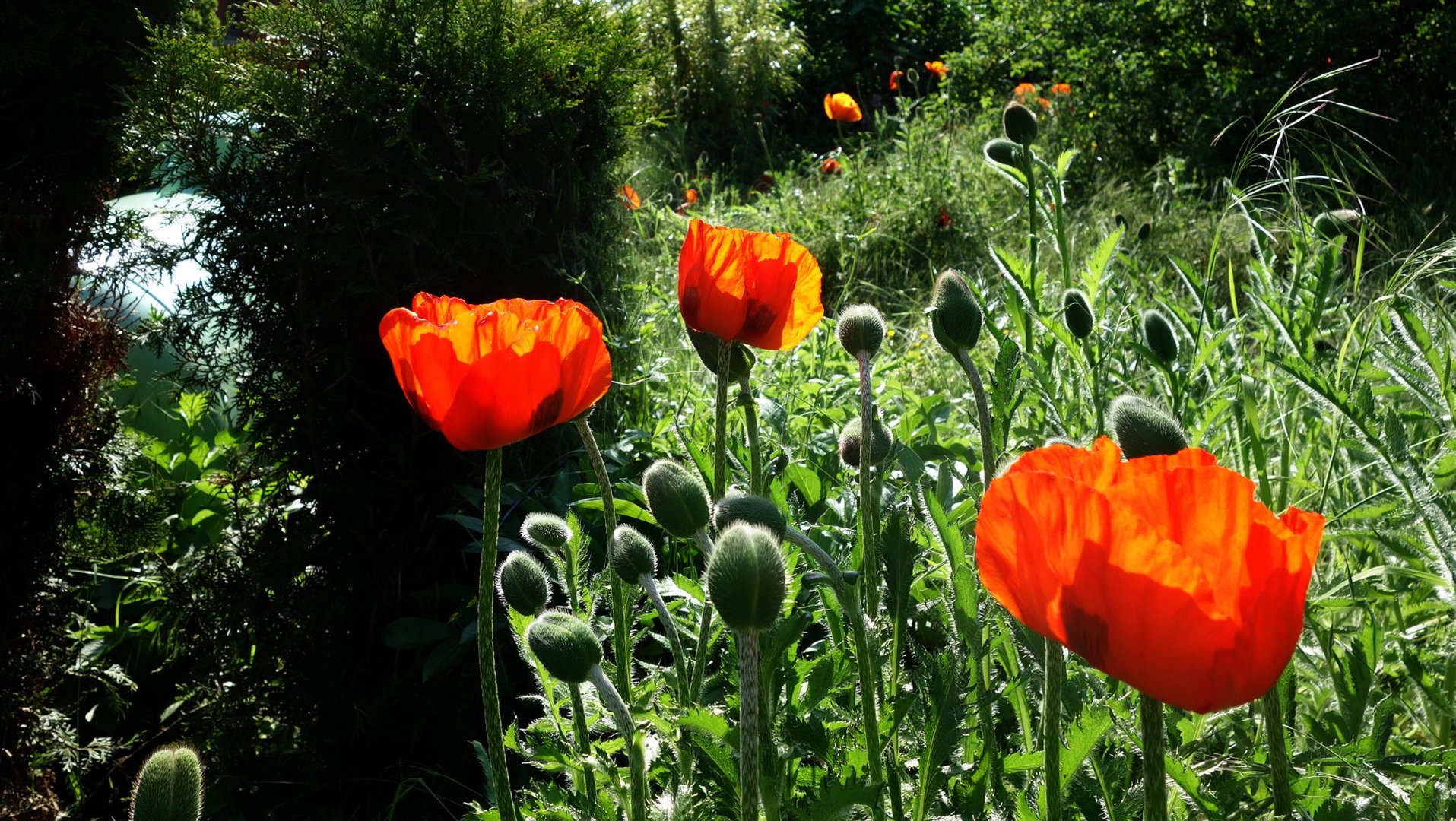 Mohn, - wie-in-jedem-Jahr..