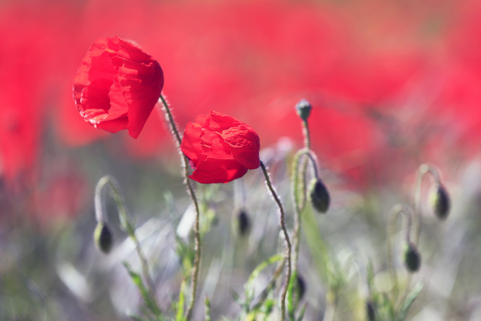 Mohn..... wie man sieht.......