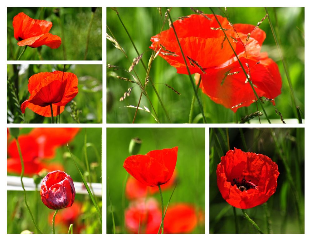 Mohn, wie vom Traum verführt......