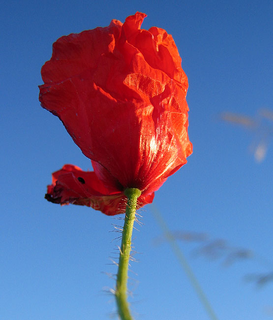 Mohn (wieder mal)