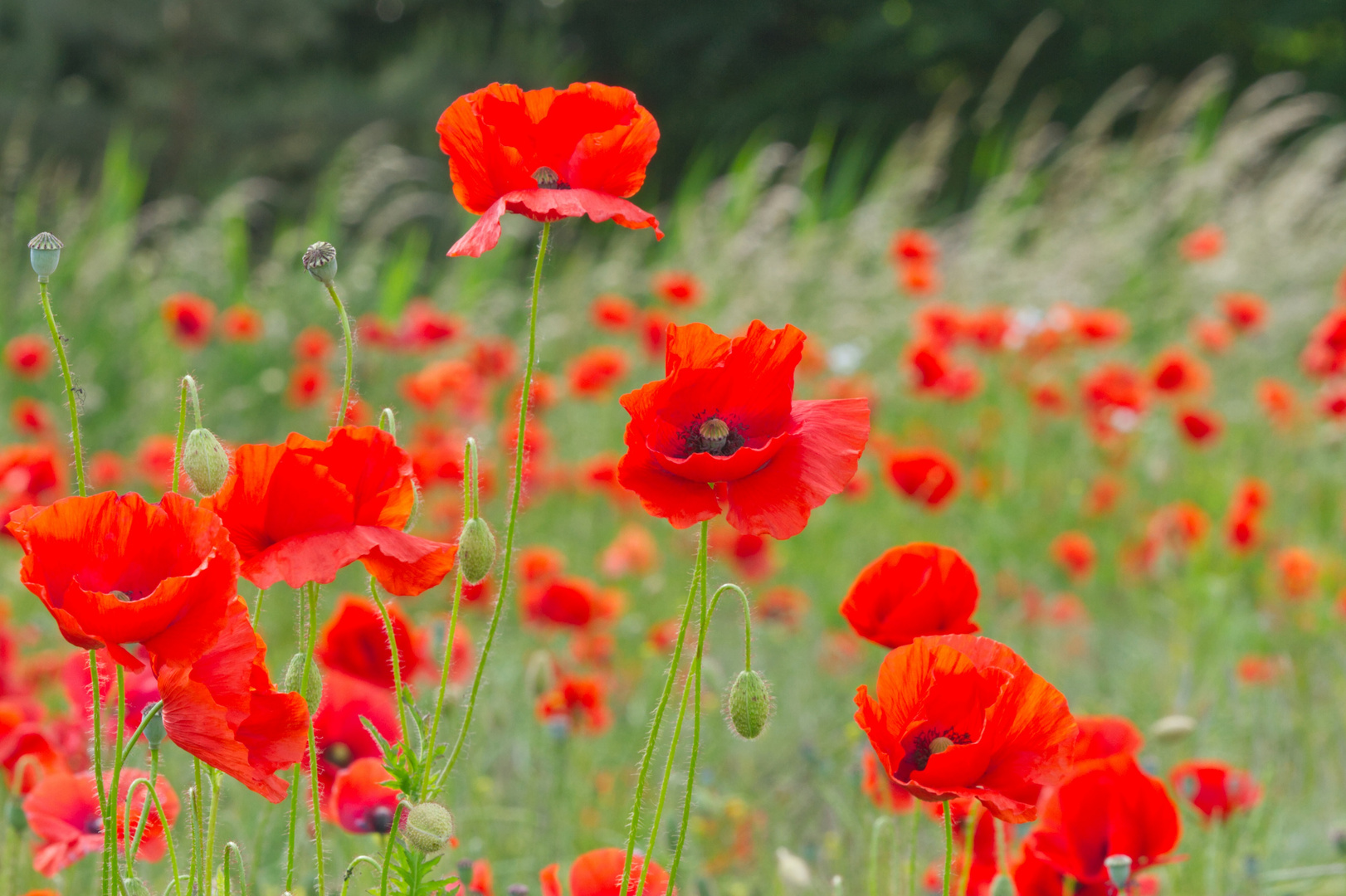 Mohn-Wiese