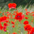 Mohn-Wiese