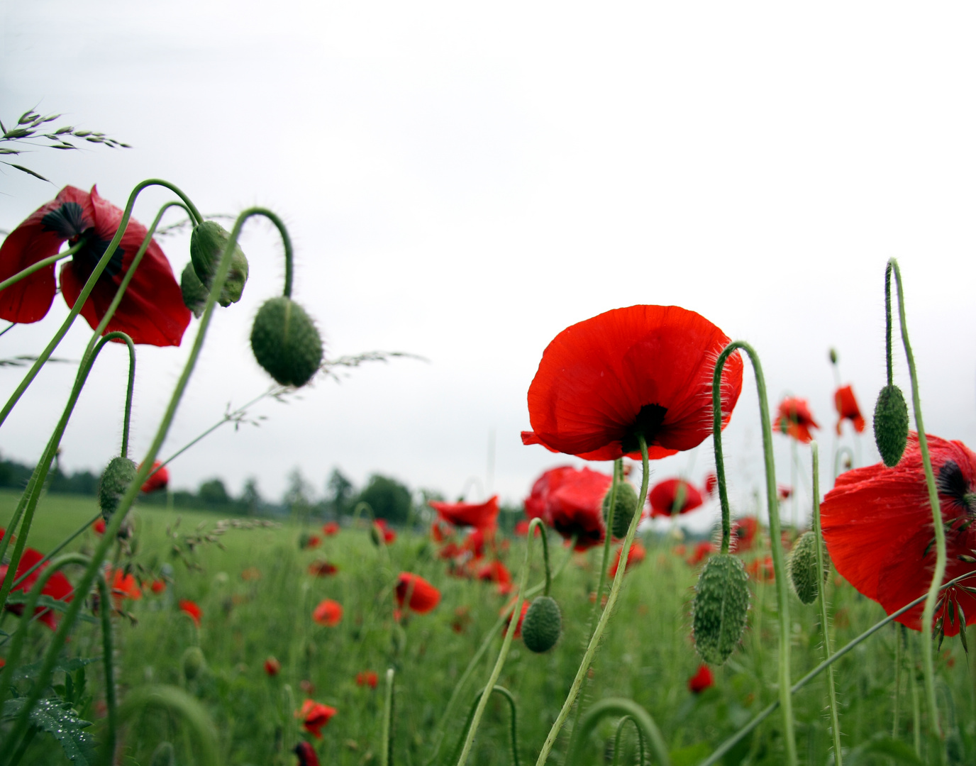 Mohn, Wiese