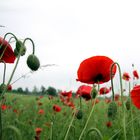 Mohn, Wiese