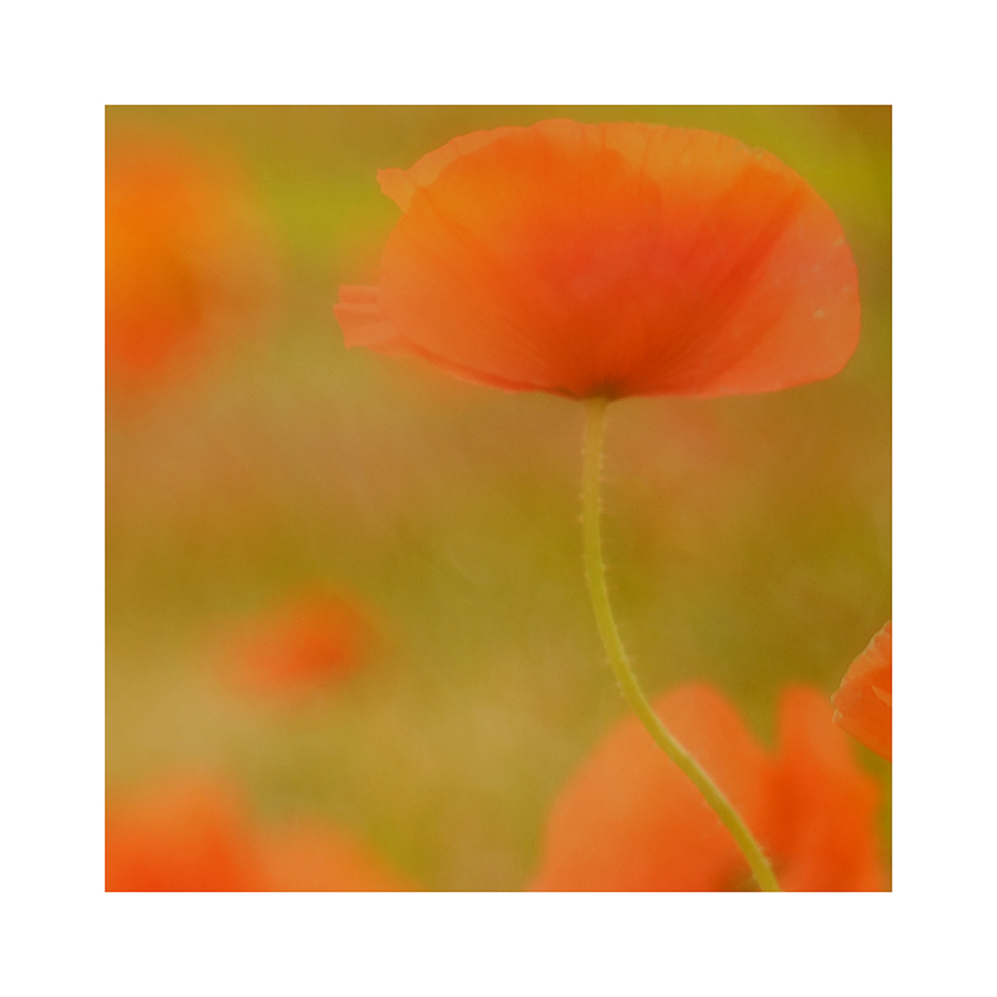 mohn-wiese