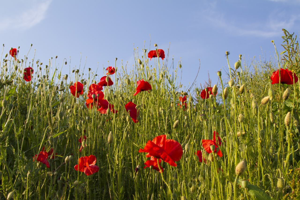 Mohn-Wiese