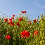 Mohn-Wiese