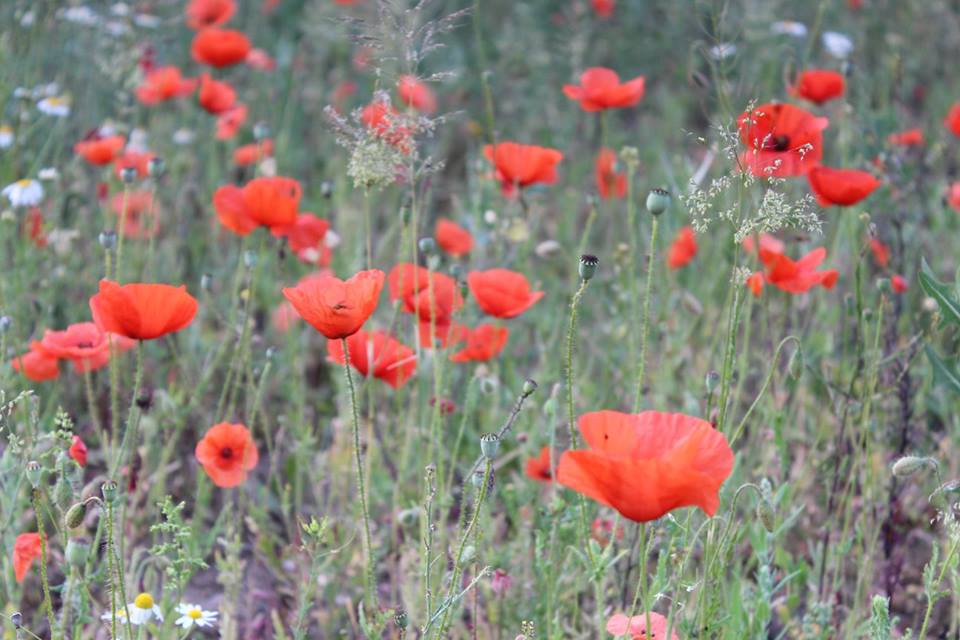 Mohn (Wiese)