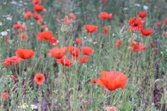 Mohn (Wiese)