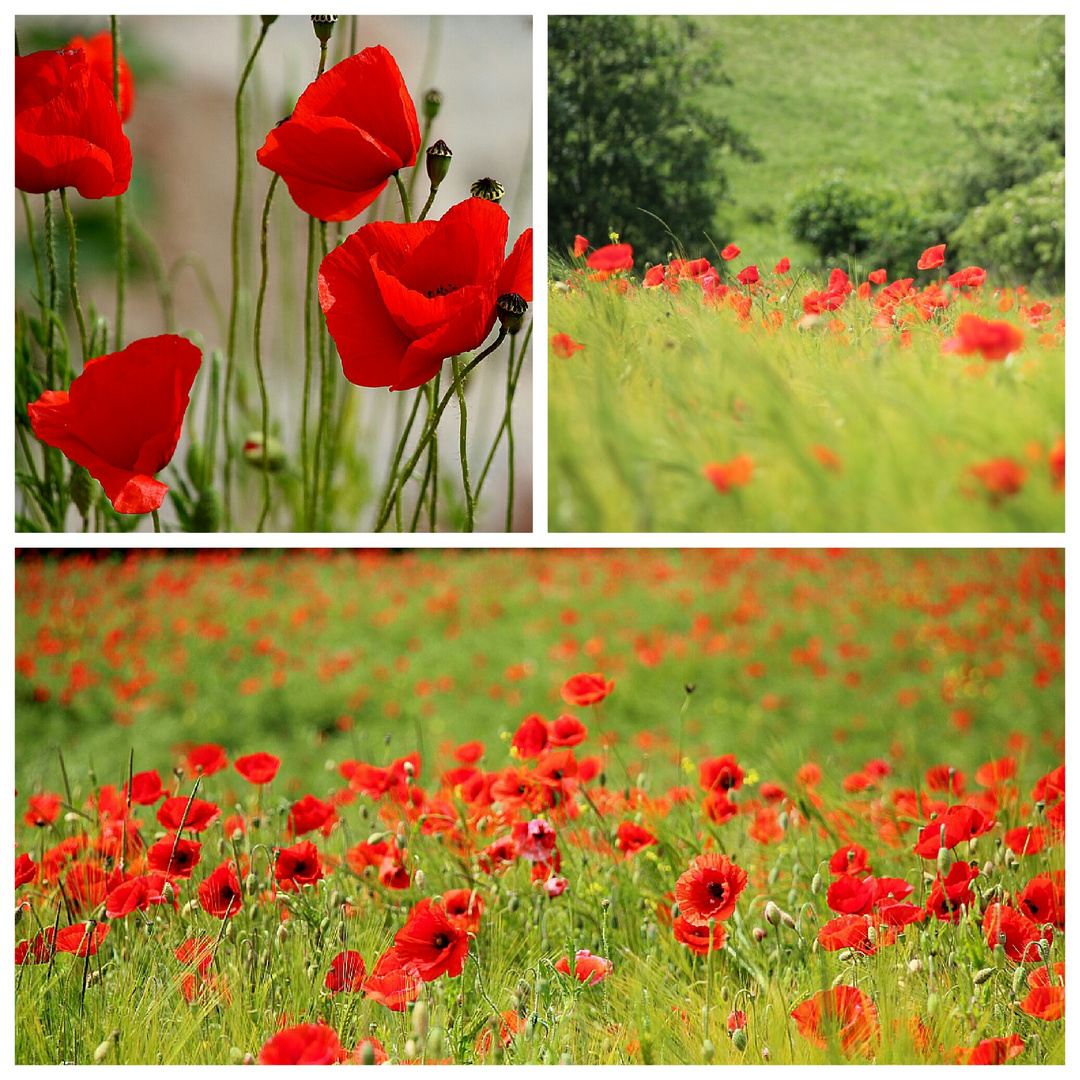 Mohn Wiese