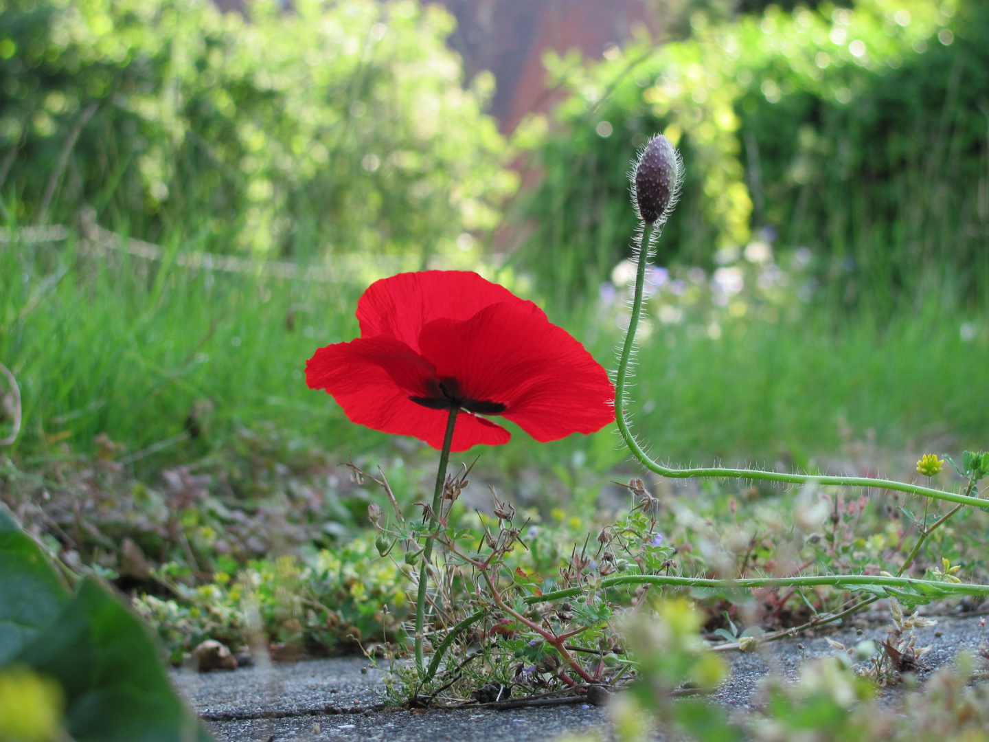 Mohn will ins Bild