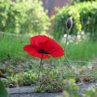 Mohn will ins Bild