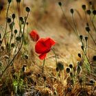 Mohn-Wind