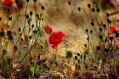 Mohn-Wind