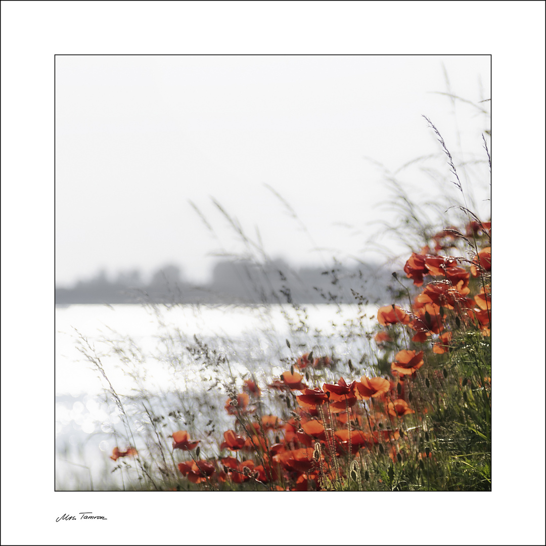 Mohn, Wind, Meer ...