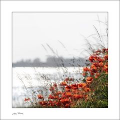 Mohn, Wind, Meer ...