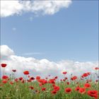 Mohn, Wind und brandenburger Himmel