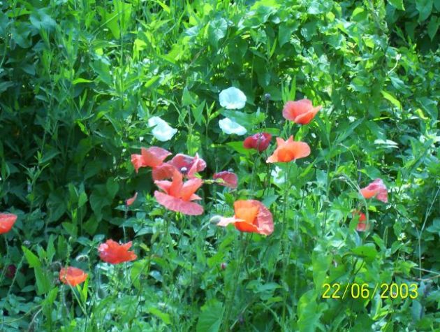 Mohn & Winde