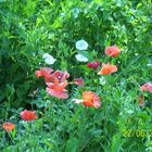 Mohn & Winde