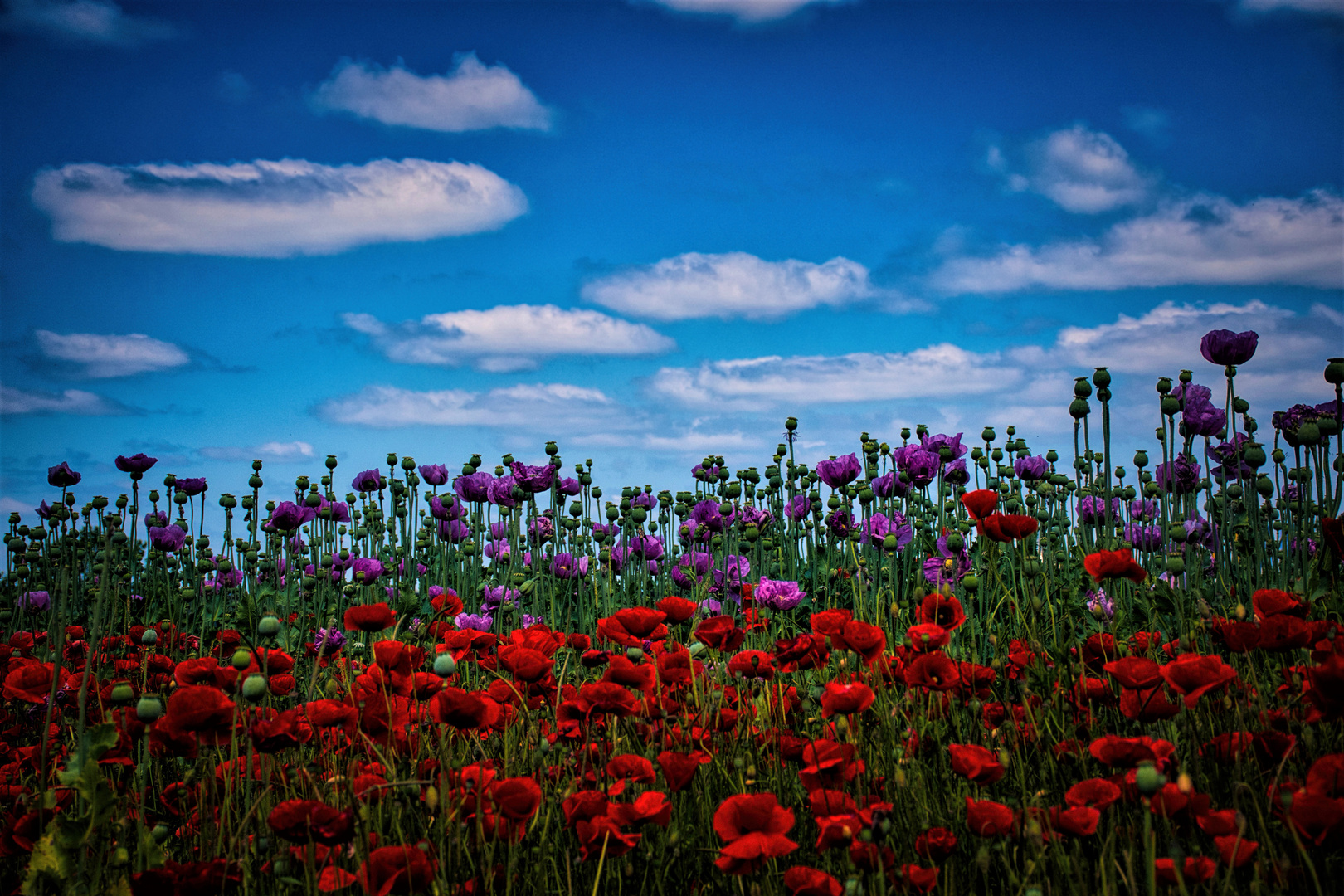 Mohn wohin das Auge schaut