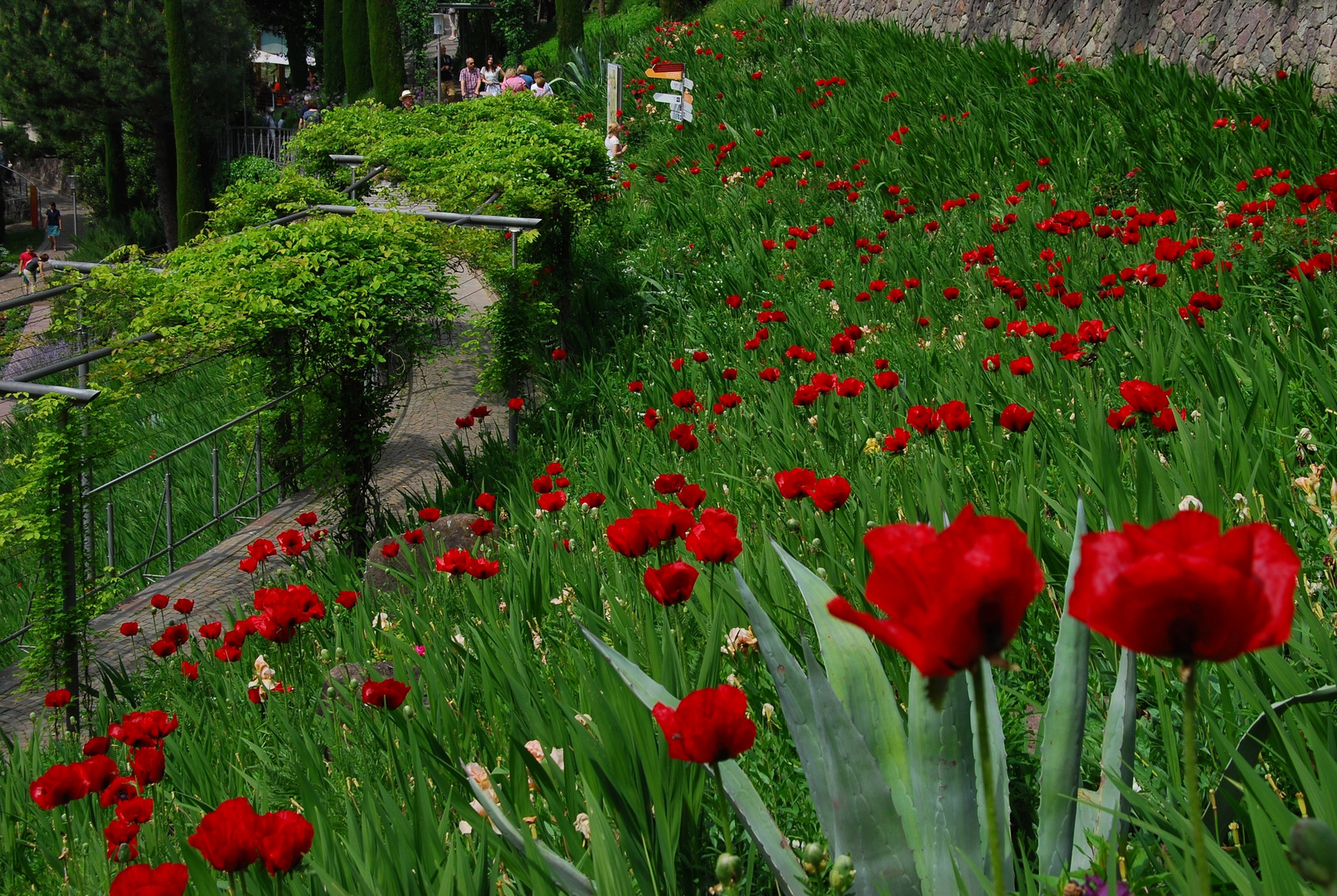 Mohn, wohin man schaut