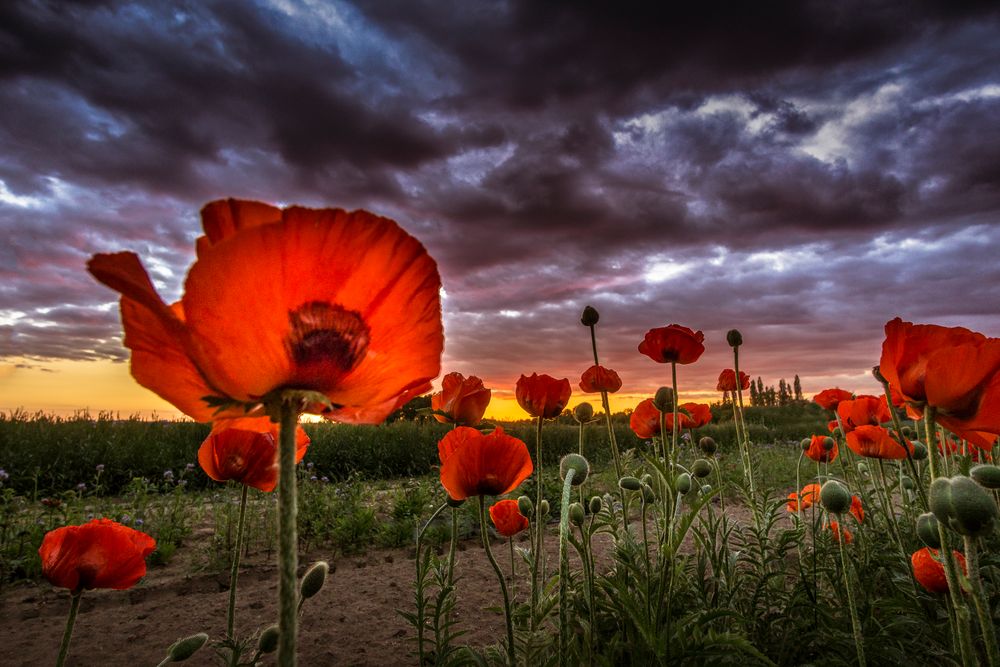 Mohn-Wolken