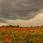 Mohn Wolken Regen