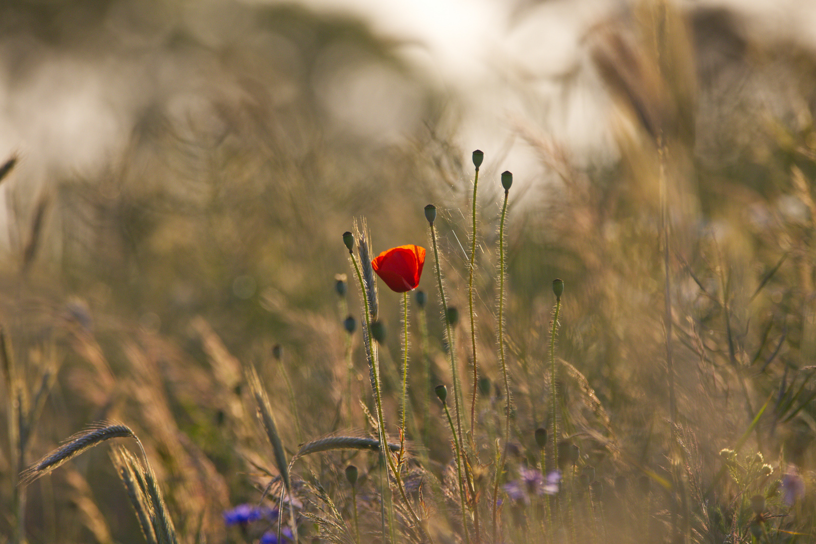 Mohn , wunderschön 