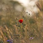 Mohn , wunderschön 