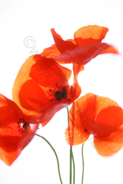 MOHN X + 1