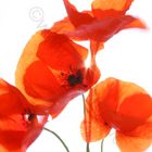 MOHN X + 1