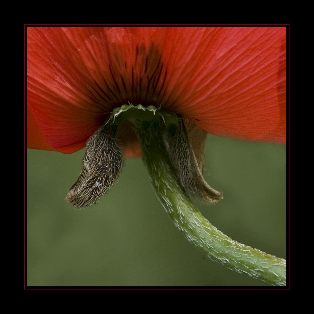 MOHN XXL