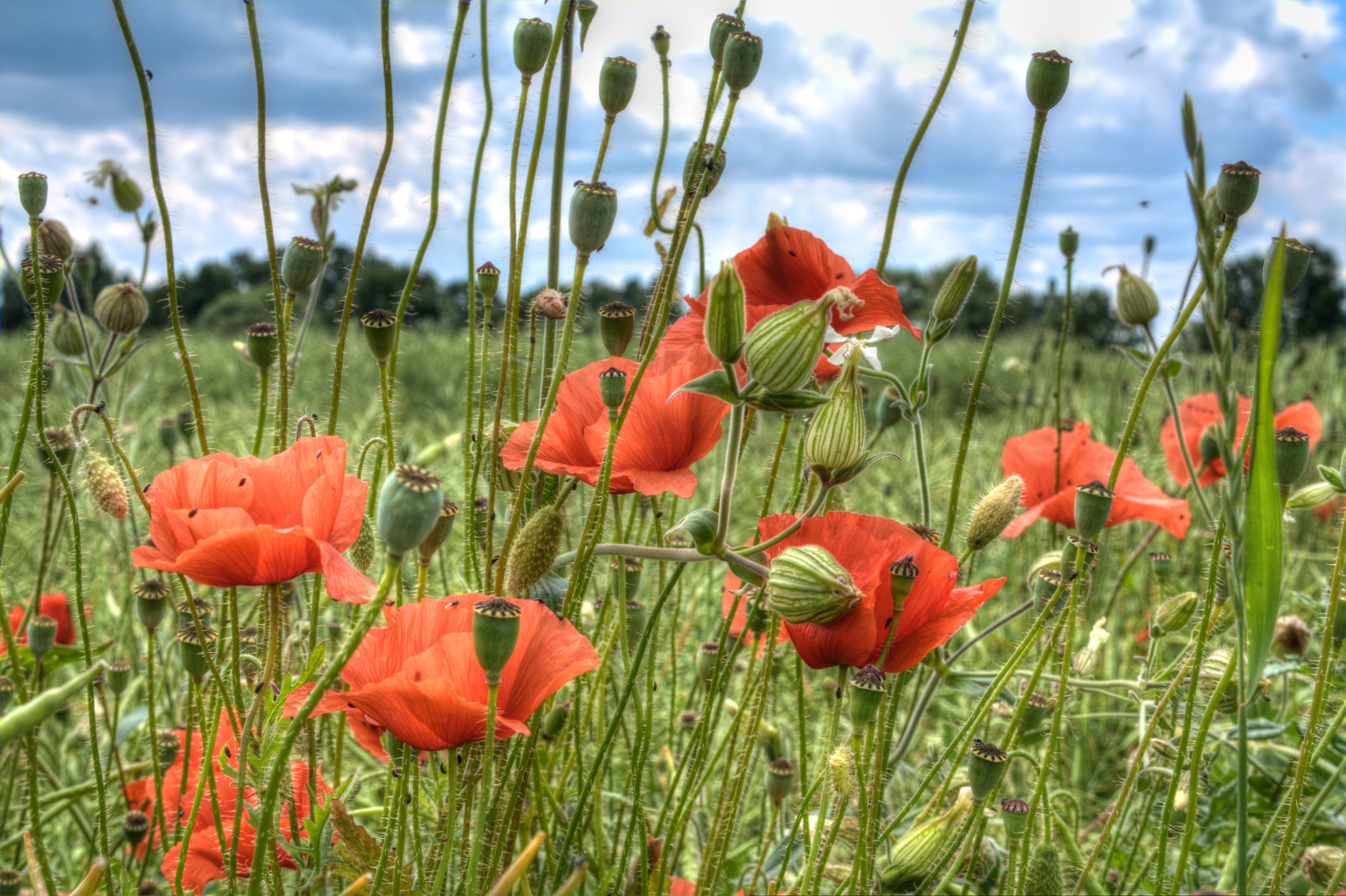 Mohn-Zauber