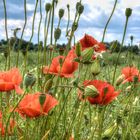 Mohn-Zauber