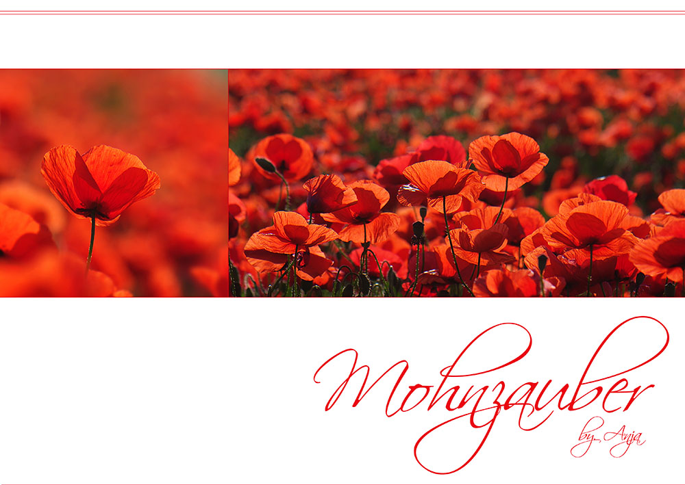 * Mohn- zauber...*