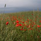 "Mohn-Zeit!"