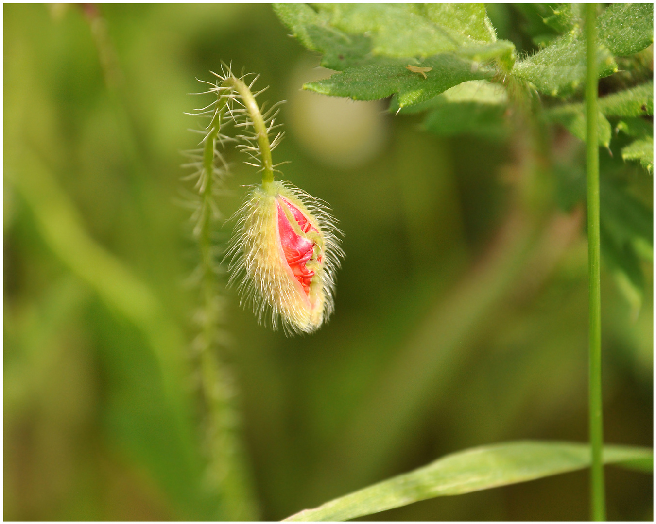 Mohn-Zeit