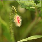 Mohn-Zeit