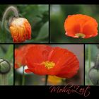 Mohn-Zeit