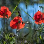 *Mohn - Zeit*