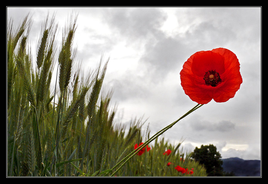 Mohn-Zeit