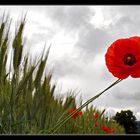 Mohn-Zeit