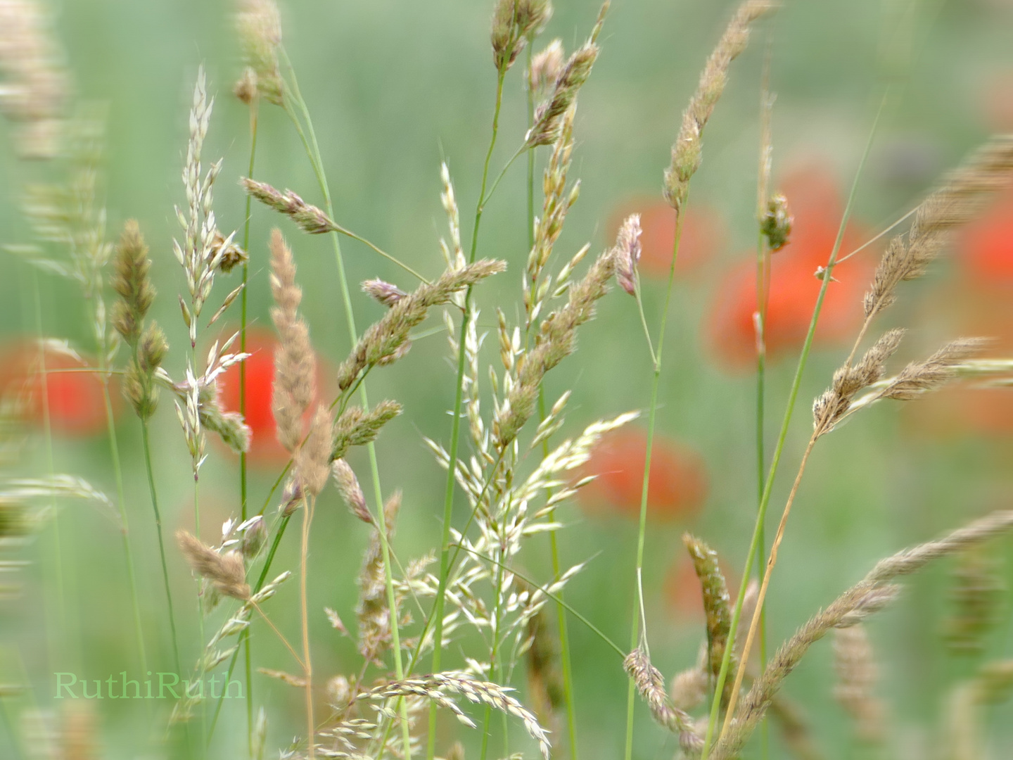 Mohn-Zeit