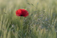 *Mohn-Zeit*